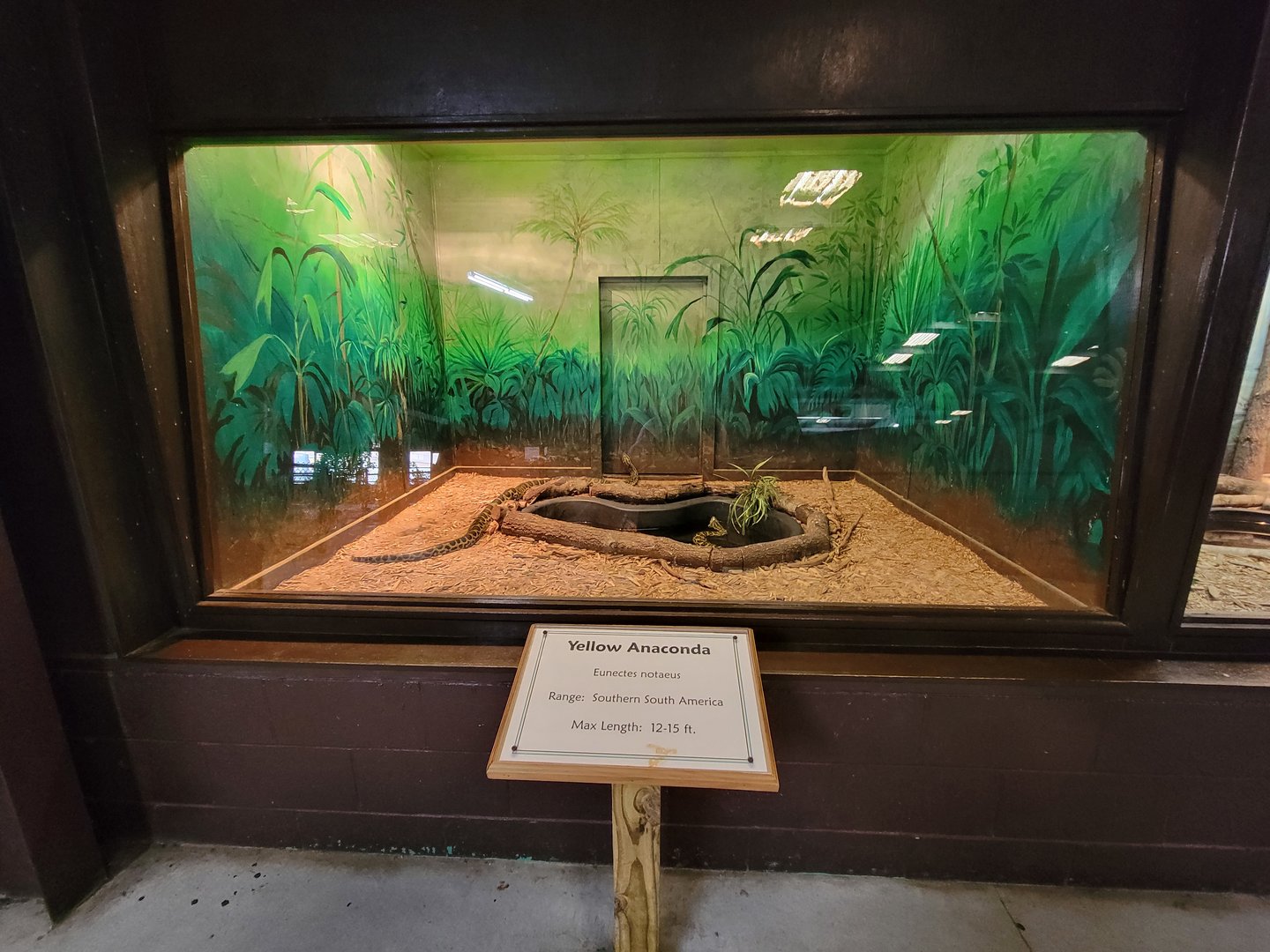 Reptile Lagoon, SOTB - Yellow anacondas