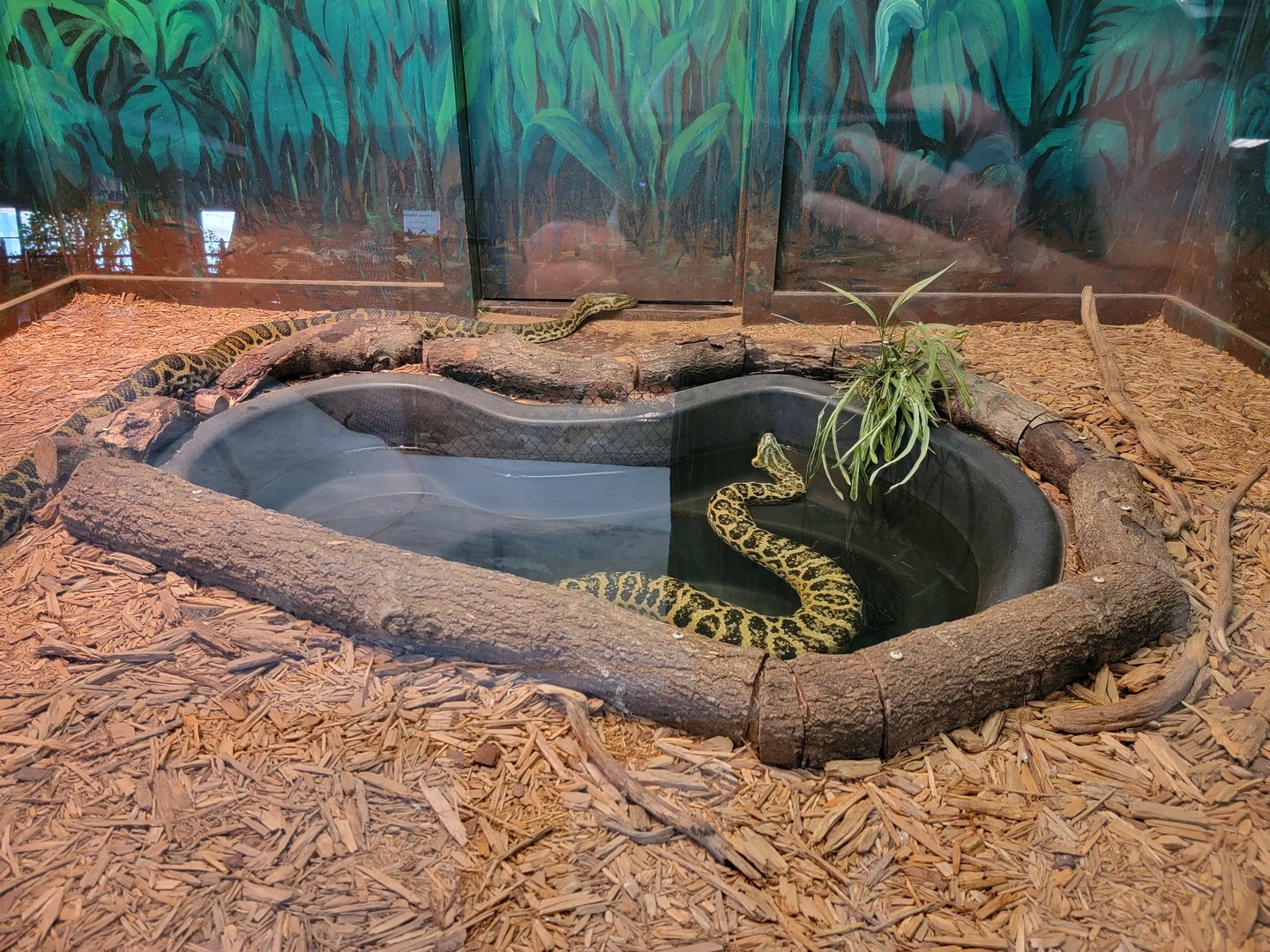 Reptile Lagoon, SOTB - Yellow anacondas