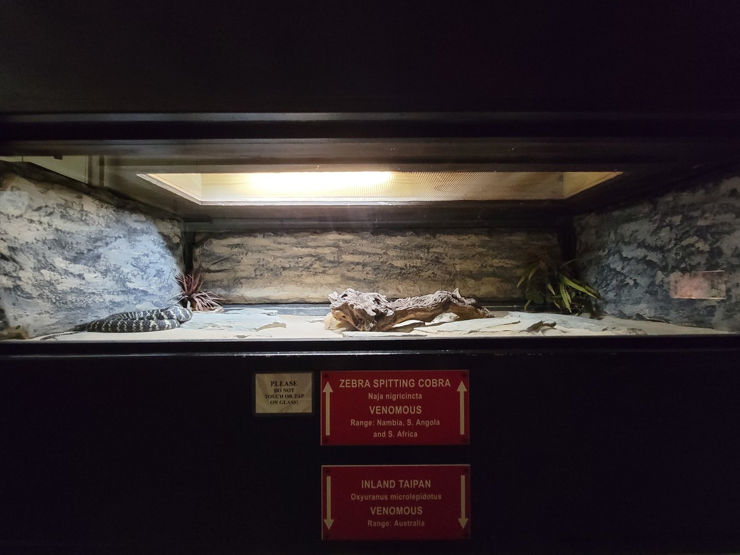 Reptile Lagoon, SOTB - Zebra spitting cobra