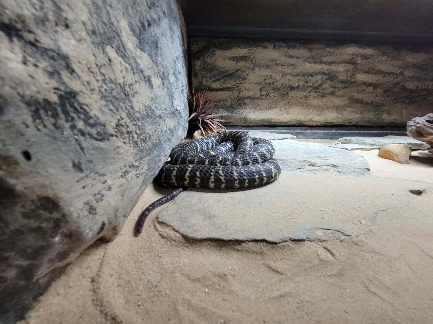 Reptile Lagoon, SOTB - Zebra spitting cobra