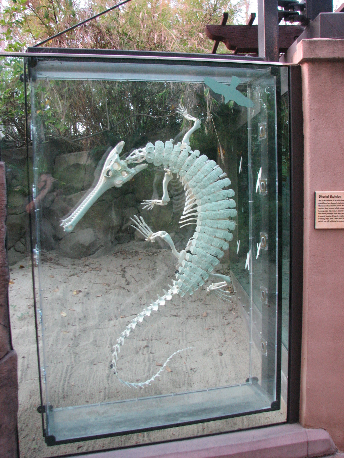 Reptile Mesa - Gharial Exhibit