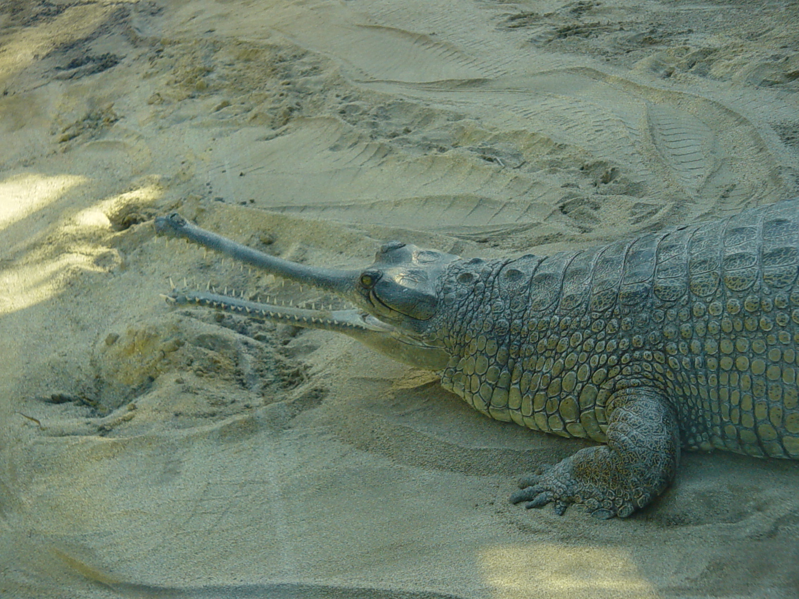 Reptile Mesa - Gharial