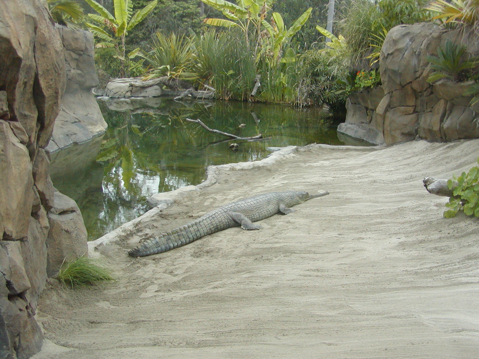 Reptile Mesa - Gharial