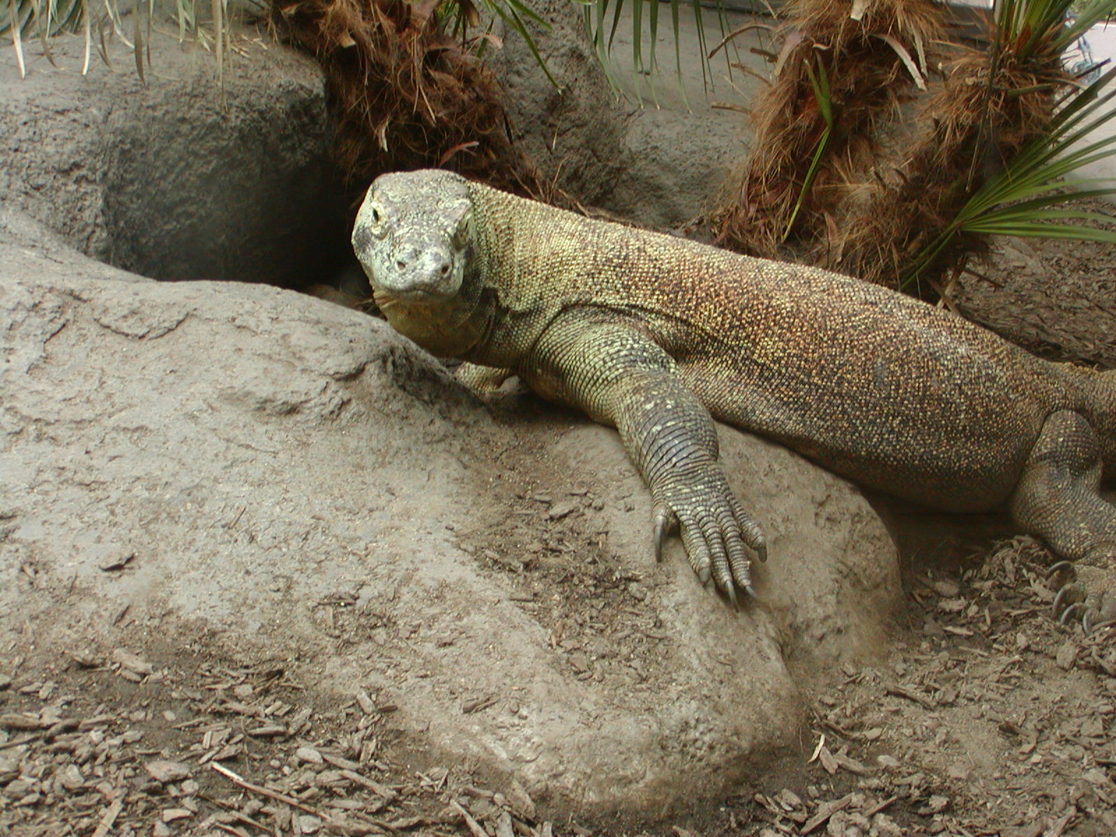 Reptile Mesa - Komodo Dragon