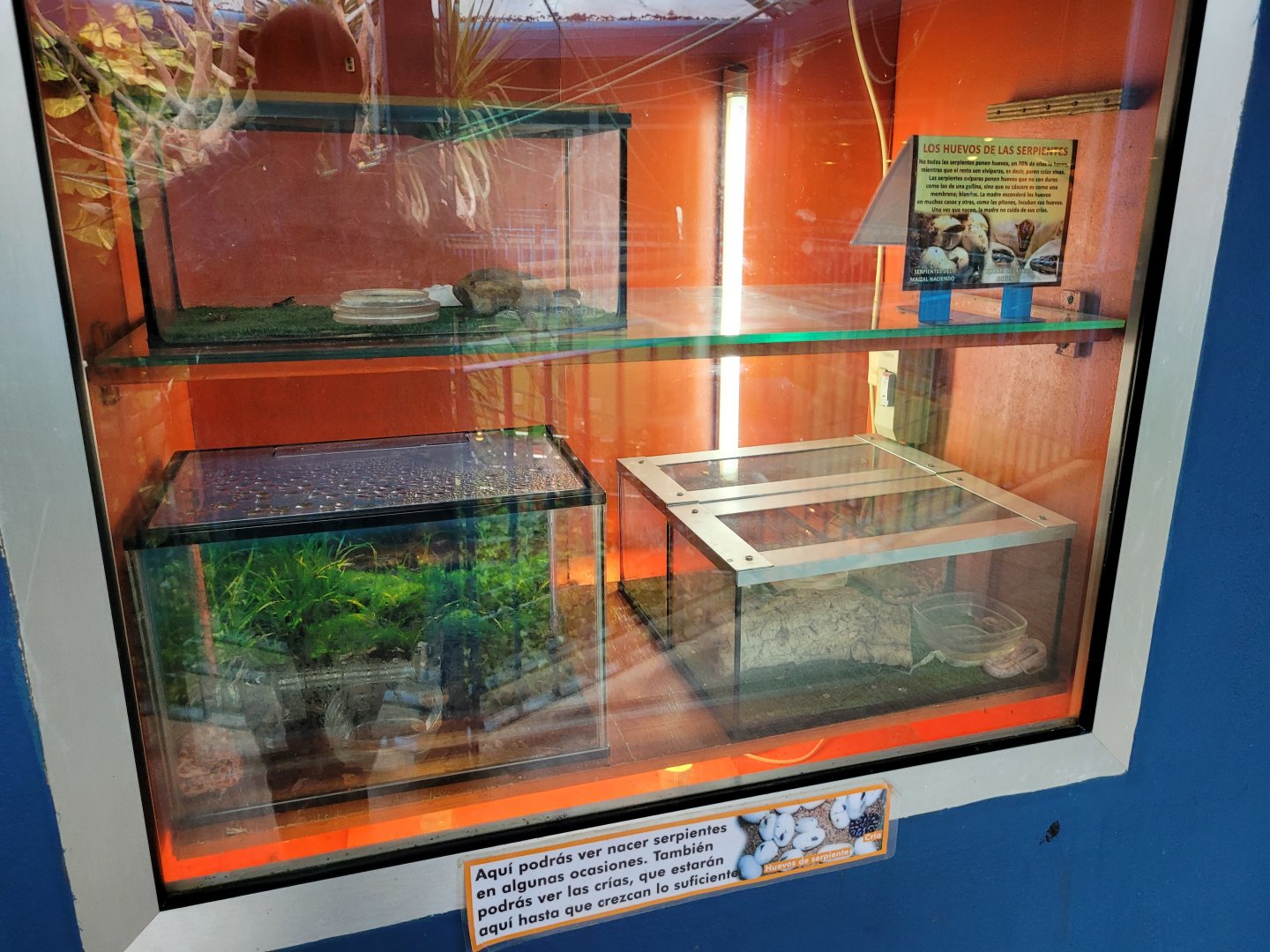 Reptile nursery and hatchery -Zoo de Santillana del Mar (2023)