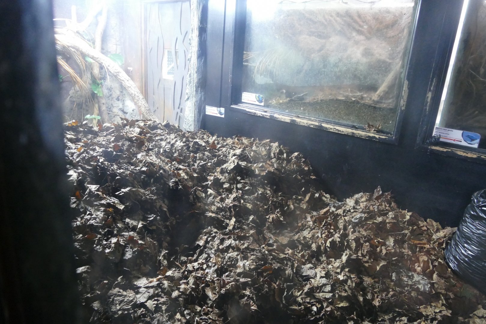 Reptile Nursery, December 2021