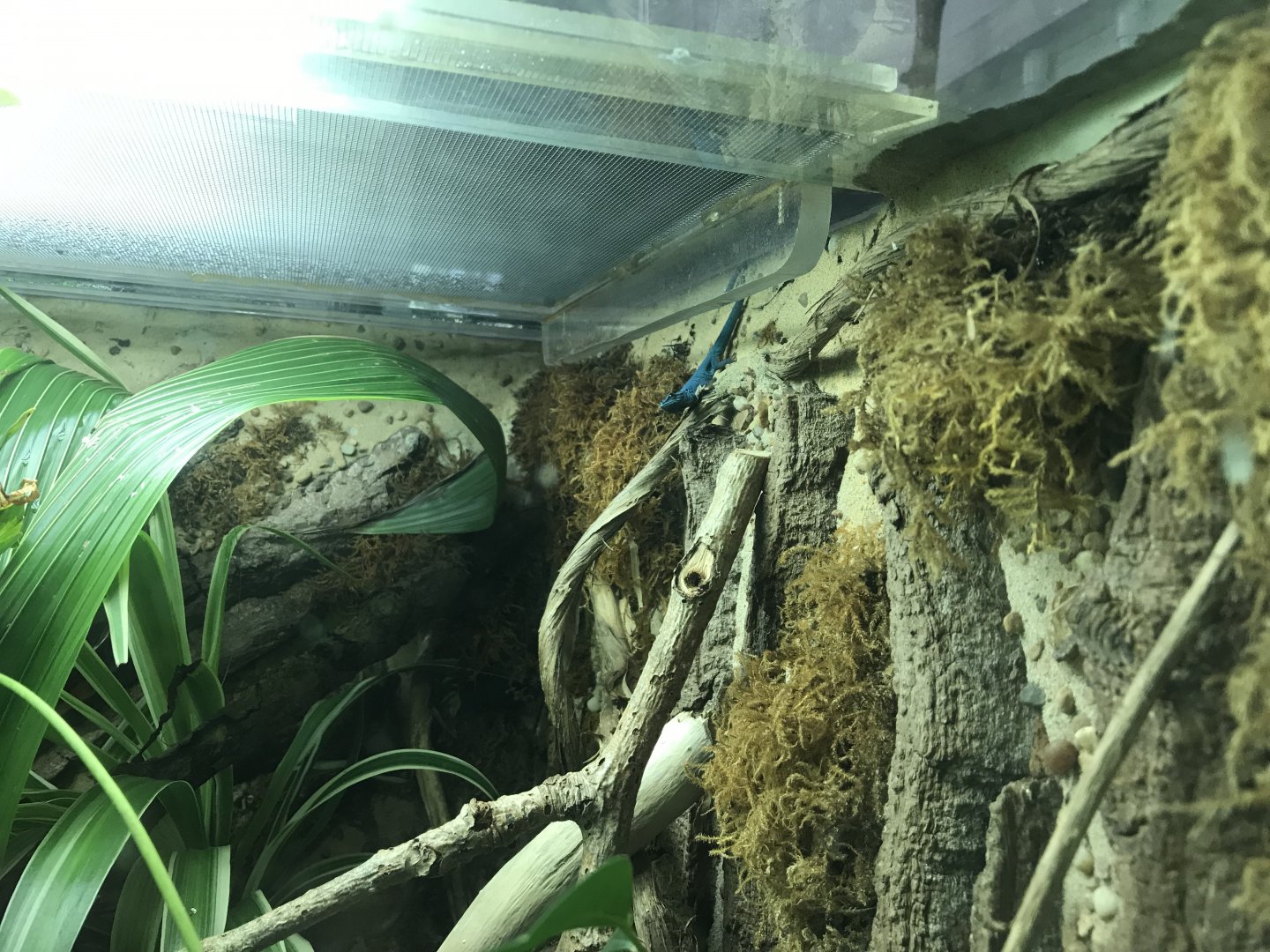 Reptile Nursery - Electric blue gecko 050119
