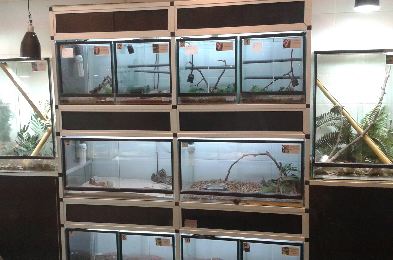 Reptile raising room