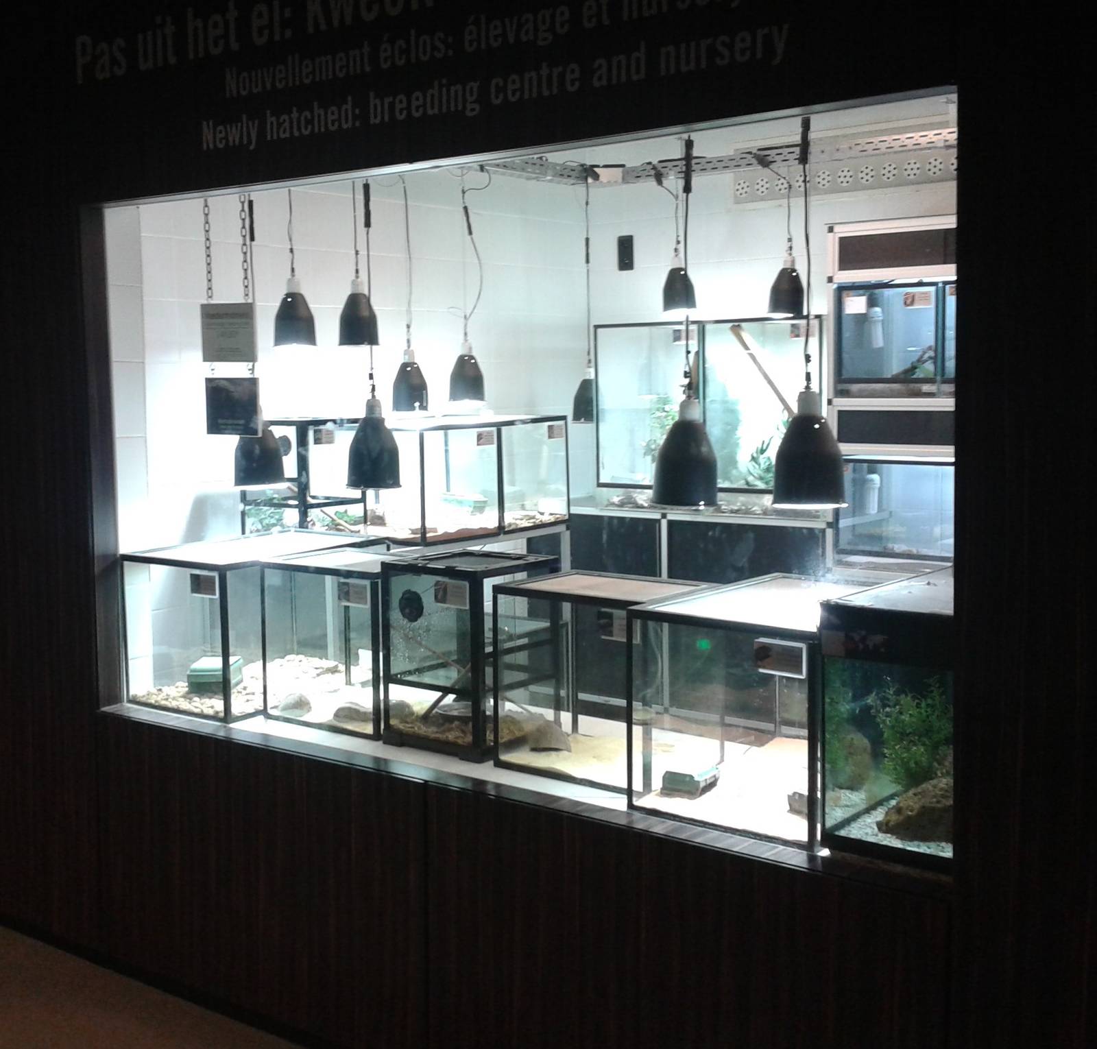 Reptile raising room