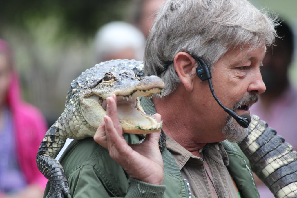 Reptile Show - Alligator teeth