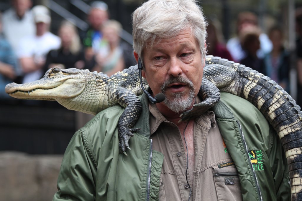 Reptile Show - Alligator