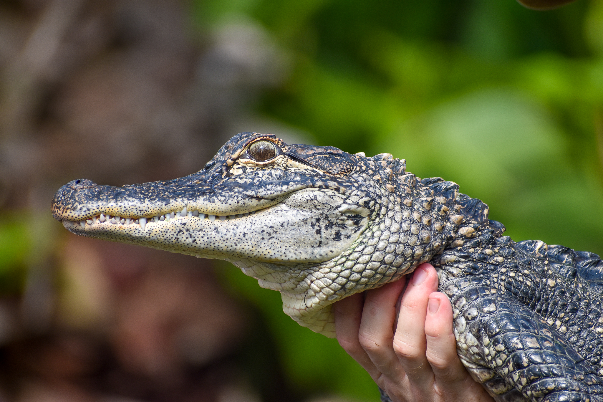 Reptile Show - American Alligator