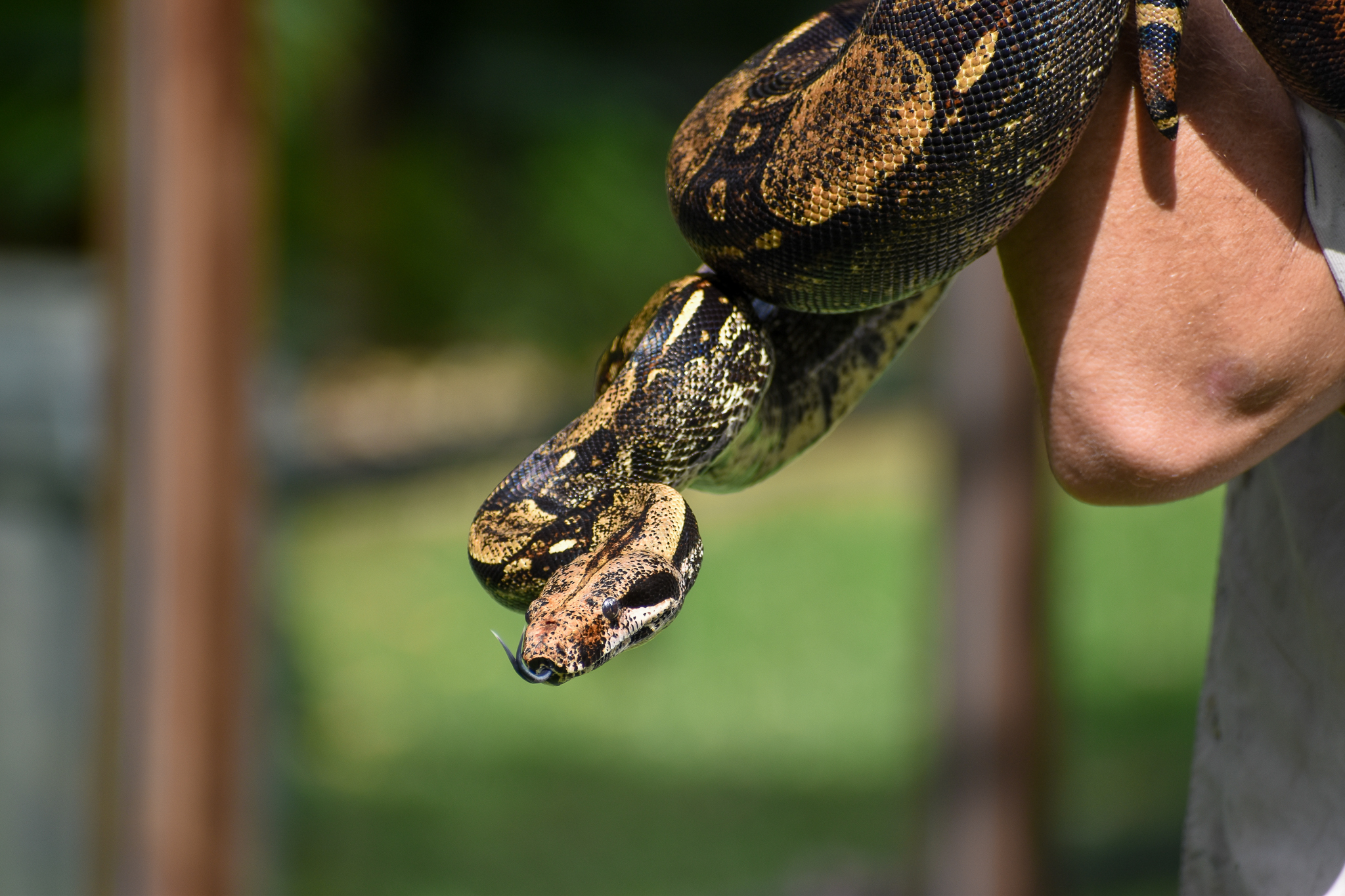 Reptile Show - Boa Constrictor