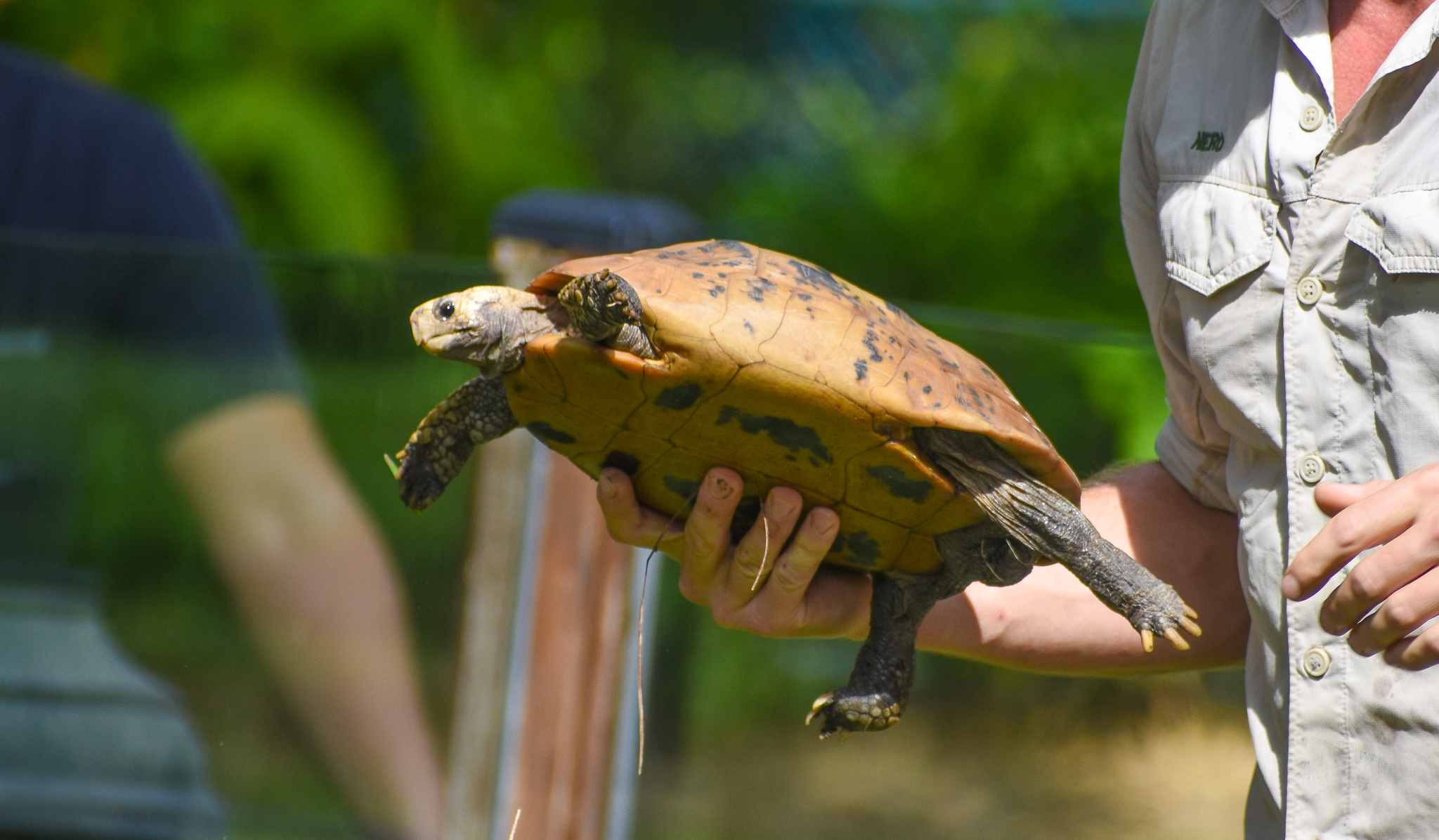 Reptile Show - Elongated Tortoise