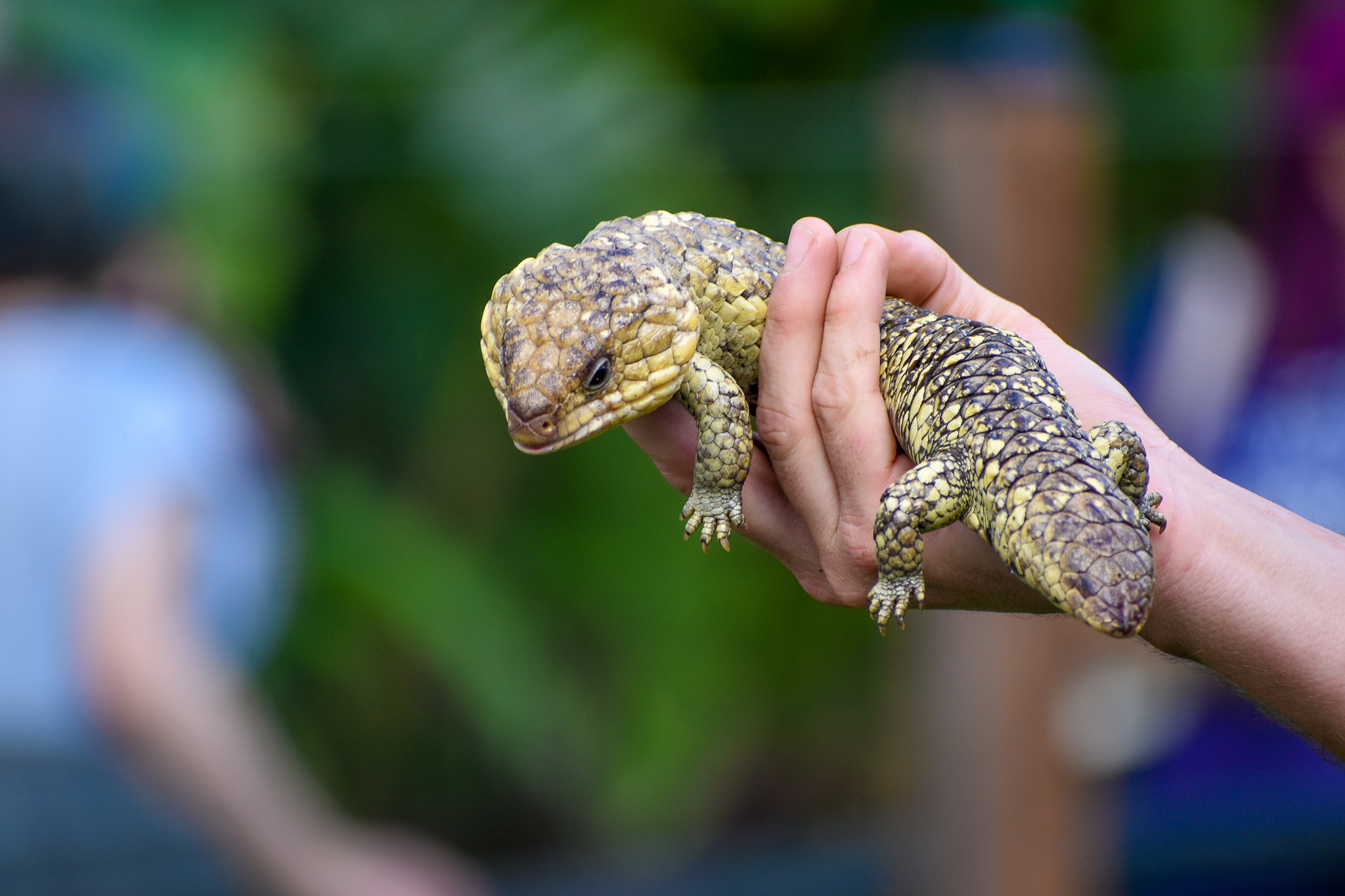 Reptile Show - Shingleback