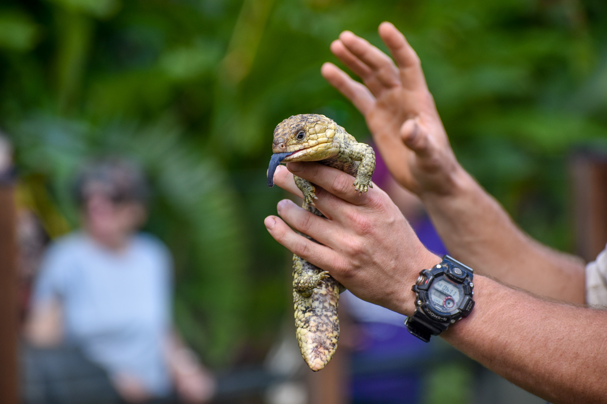 Reptile Show -Shingleback