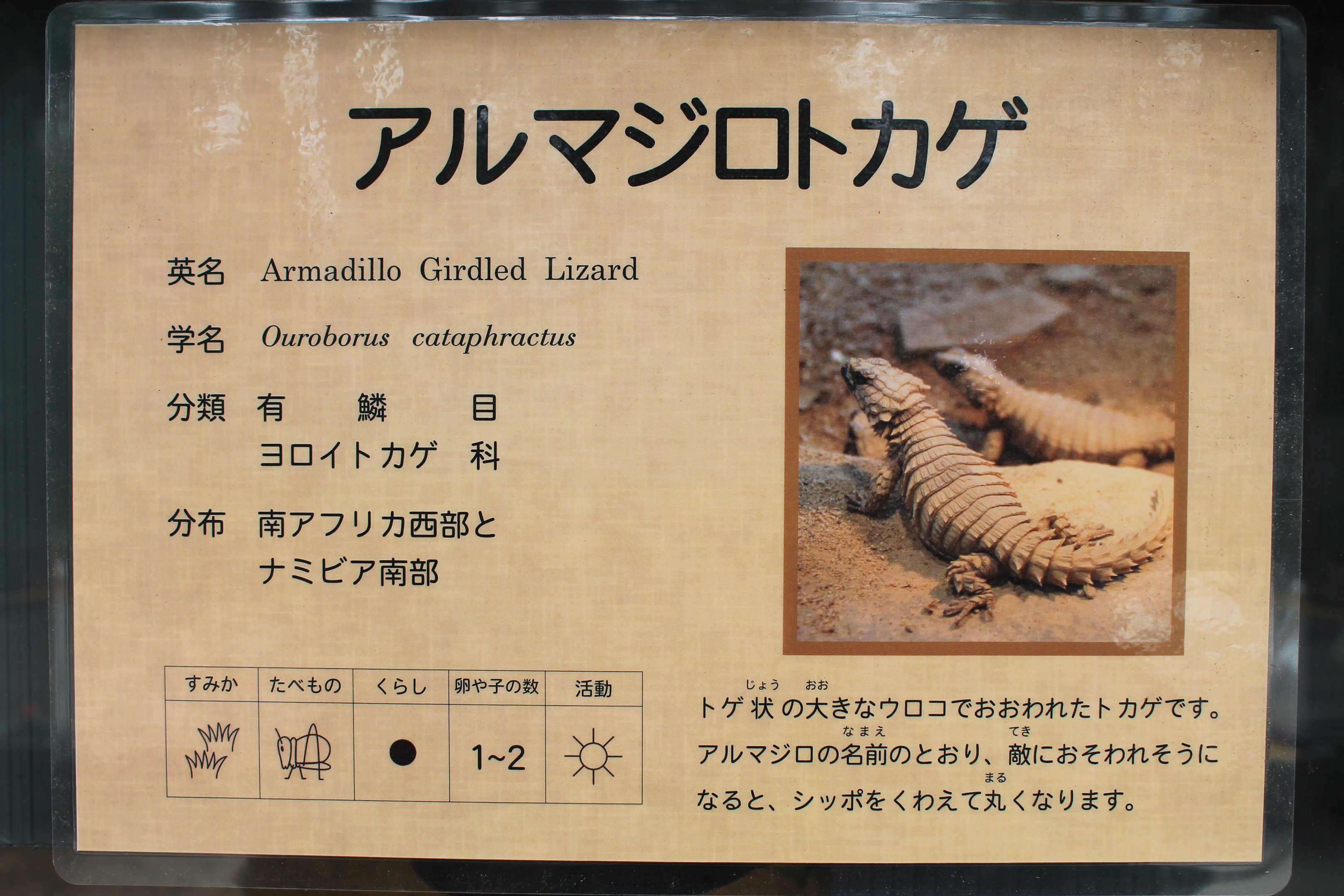 Reptile signage example - Saitama Childrens Zoo