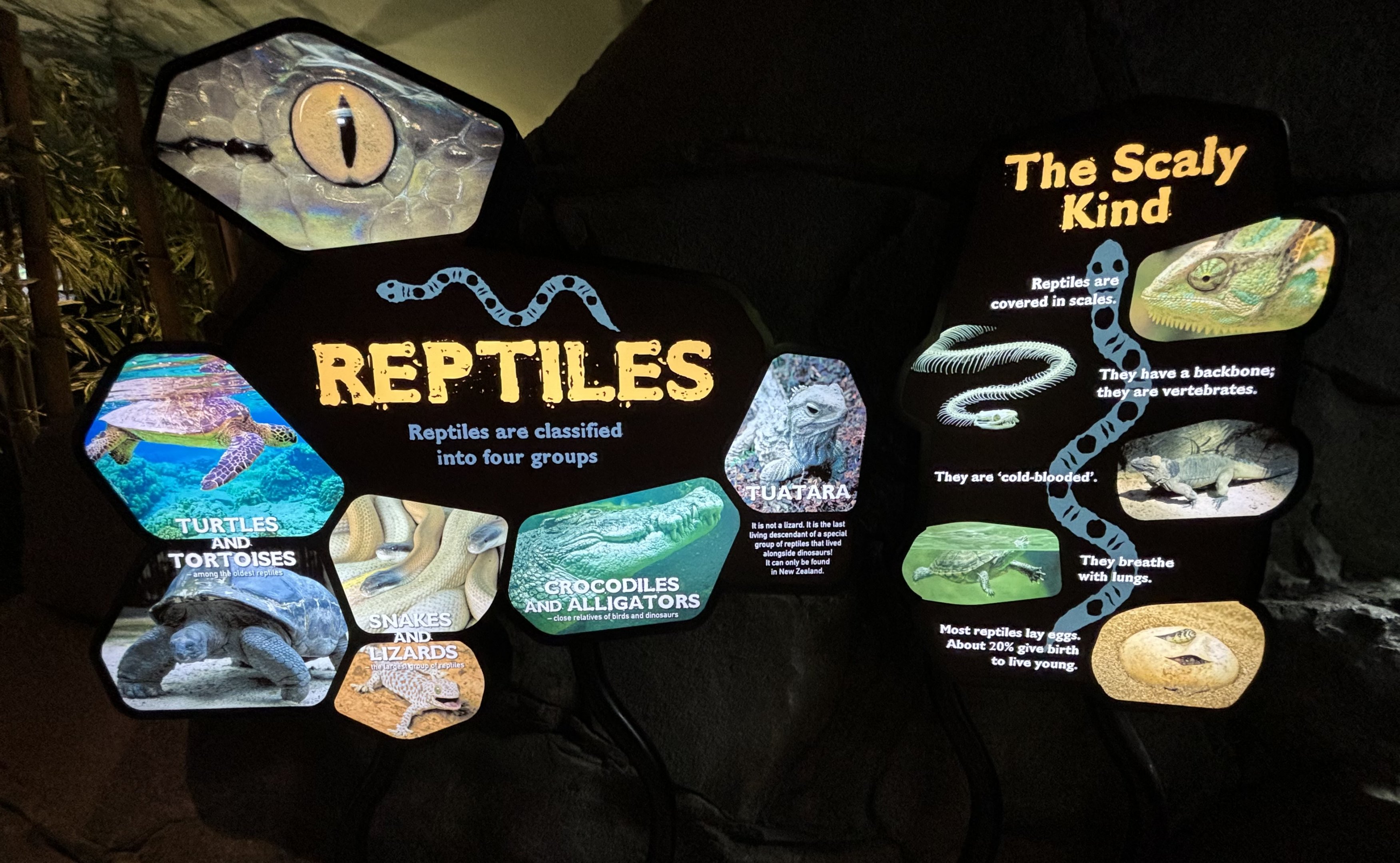 Reptile Signs - fantastic