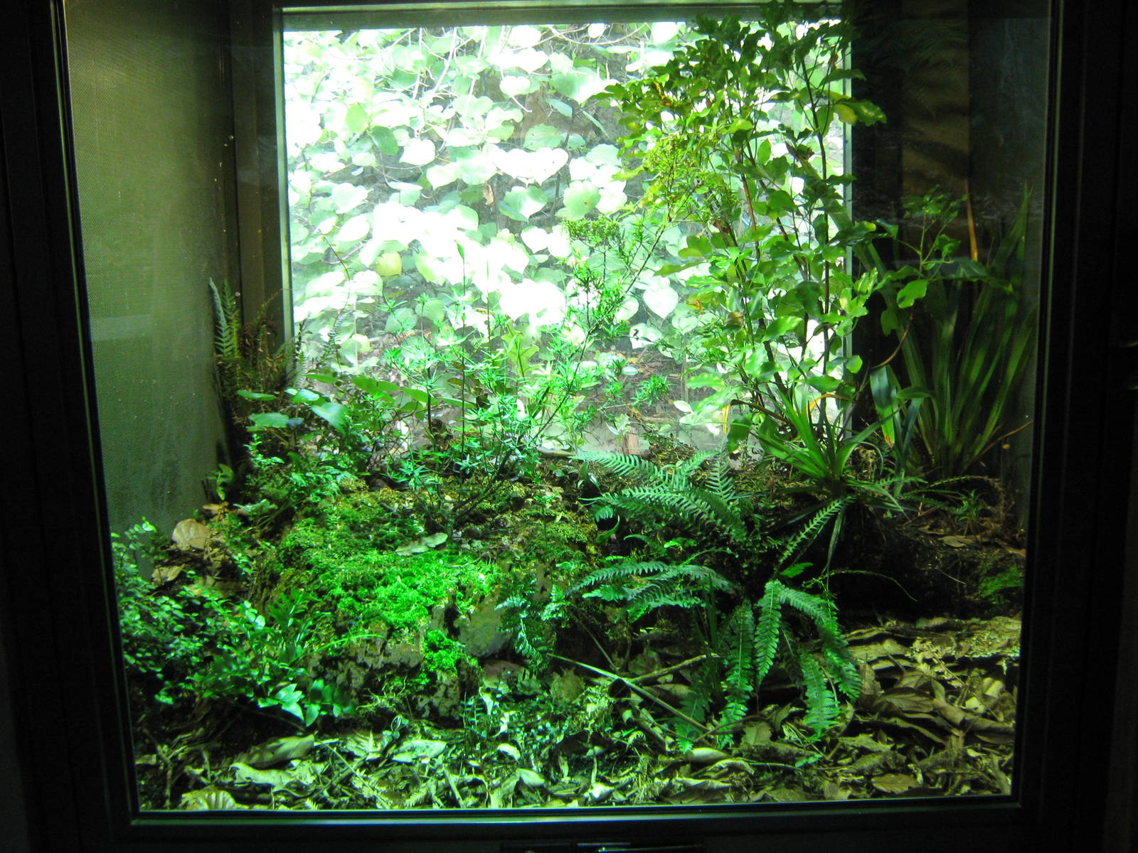 reptile tank at Te Wao Nui