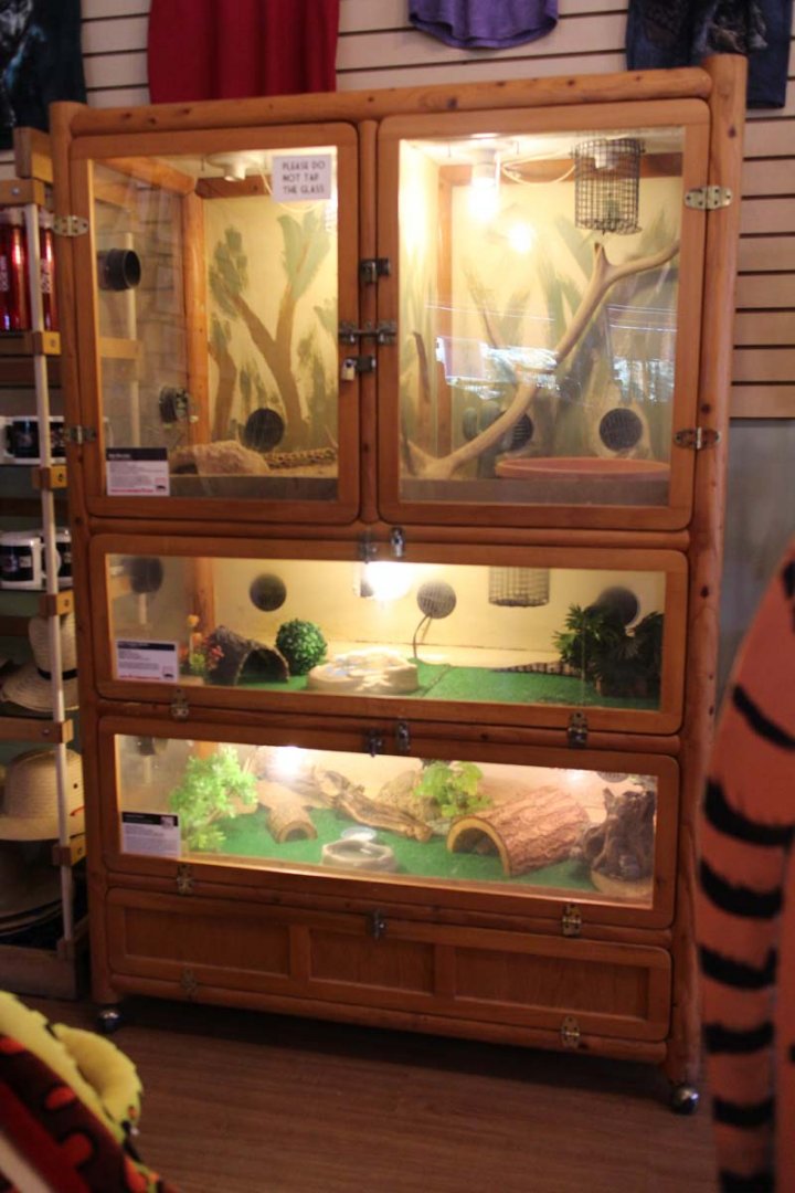 reptile tanks in gift shop