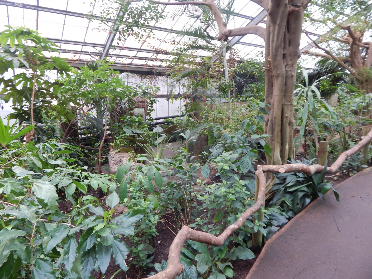 Reptile Tropics 050224