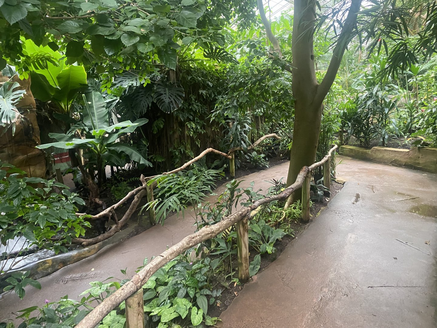 Reptile Tropics 130624