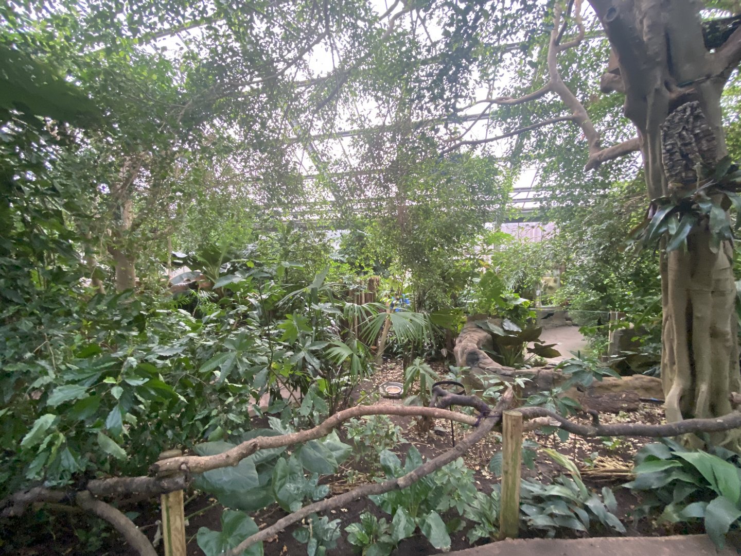 Reptile Tropics 201121