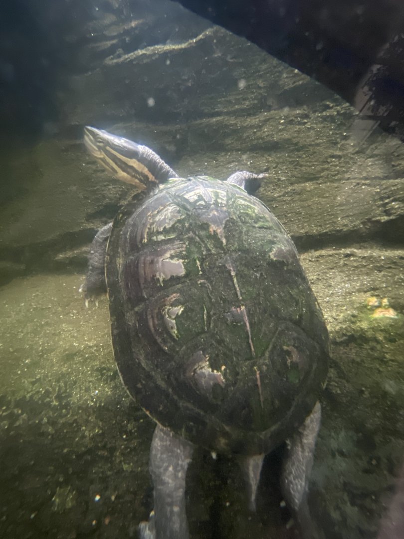 Reptile Tropics - Annam leaf turtle 130624