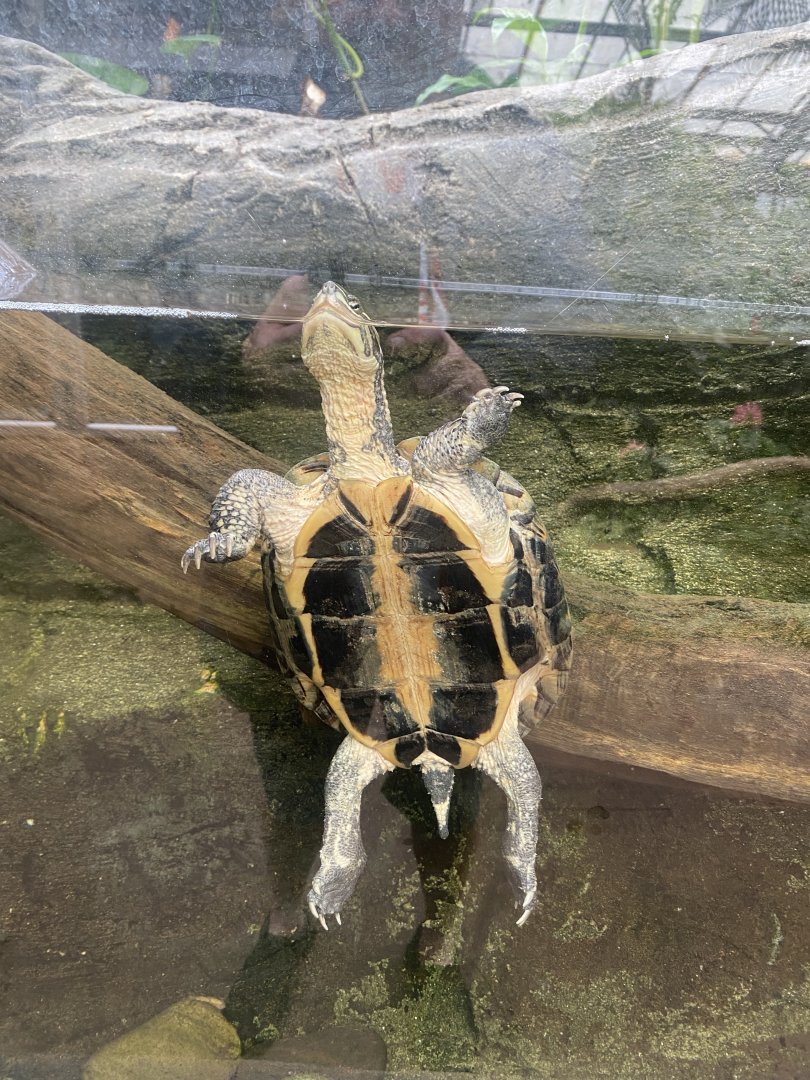 Reptile Tropics - Annam leaf turtle 130624