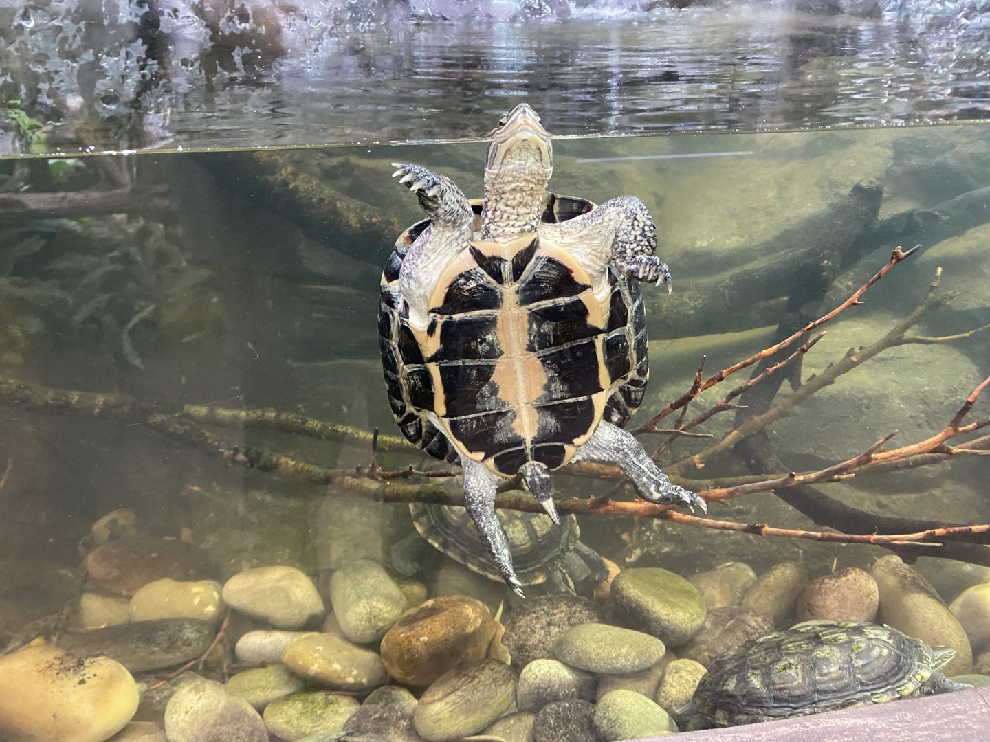 Reptile Tropics - Annam leaf turtle 201121