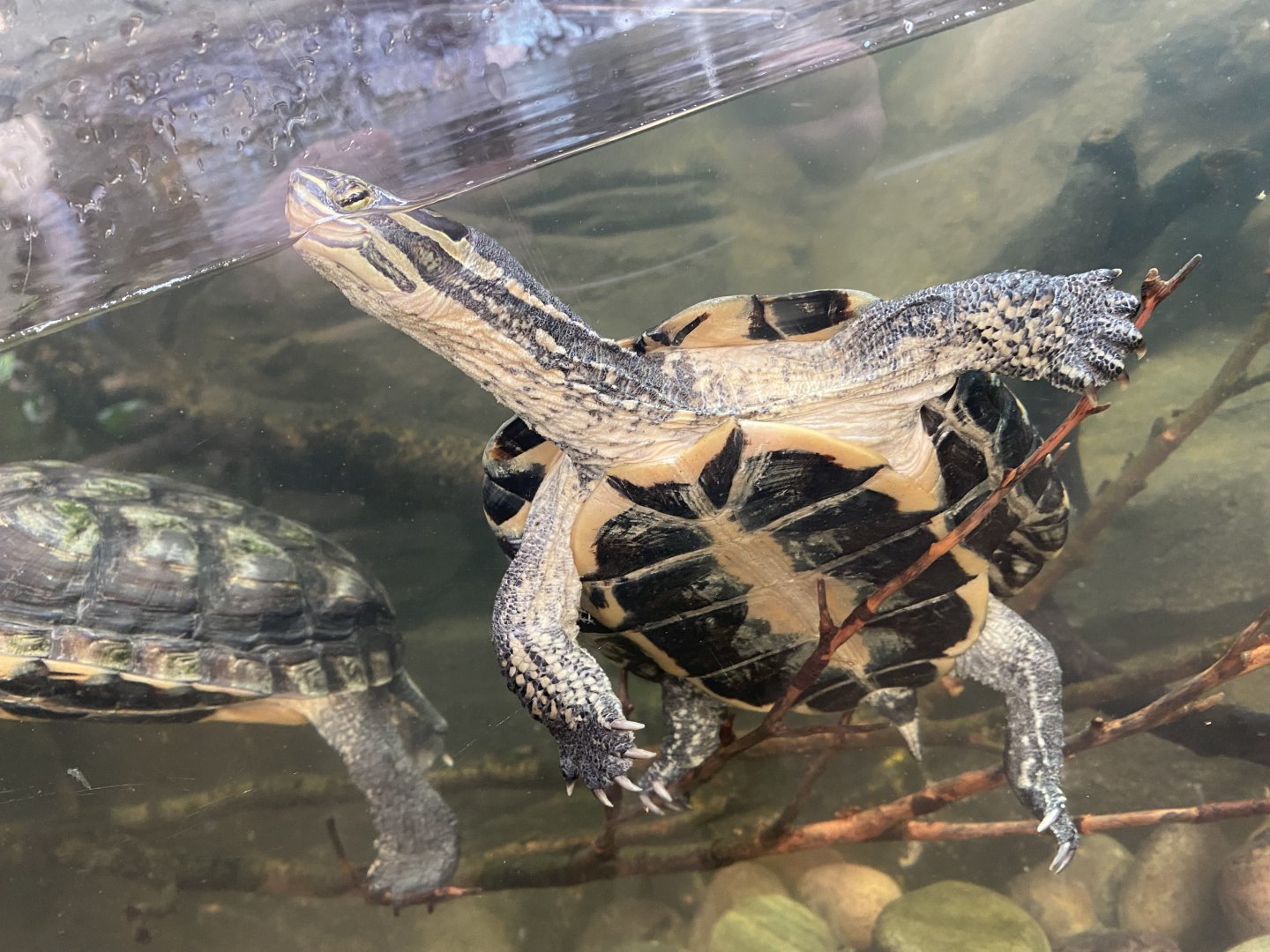 Reptile Tropics - Annam leaf turtle 201121