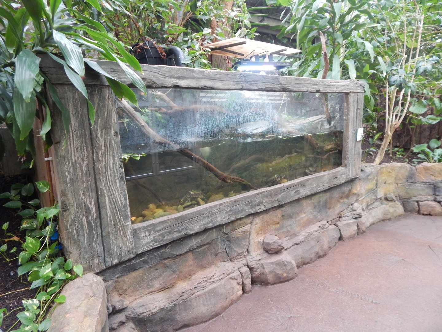 Reptile Tropics - Annam leaf turtle exhibit 050224