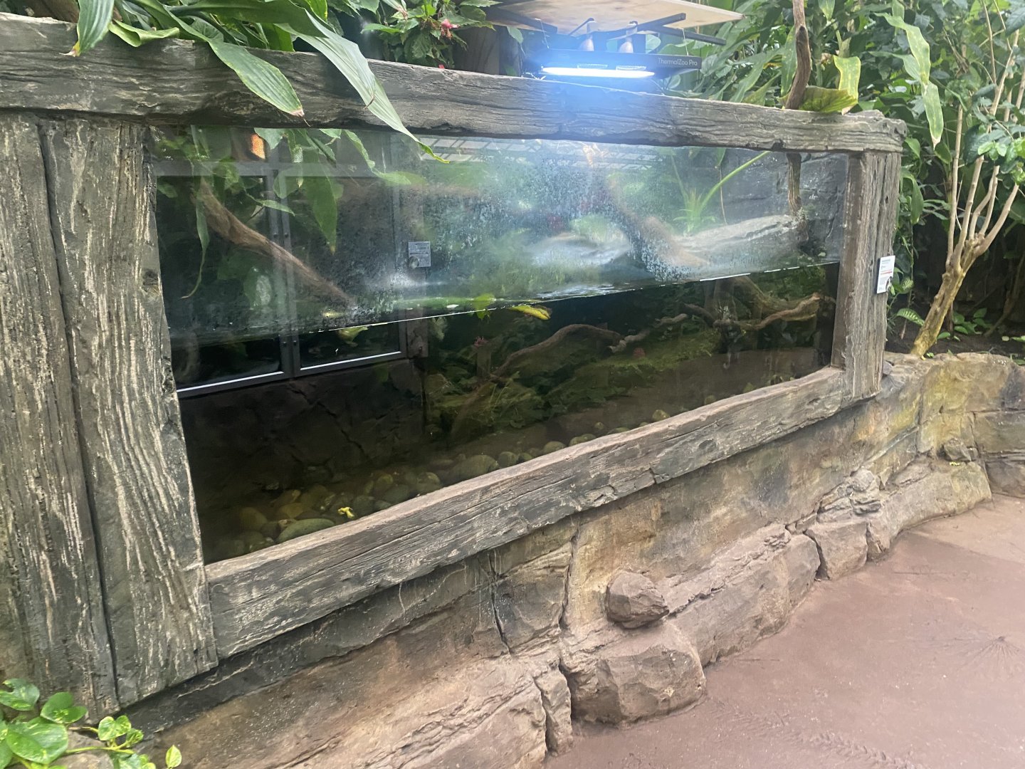 Reptile Tropics - Annam leaf turtle exhibit 130624