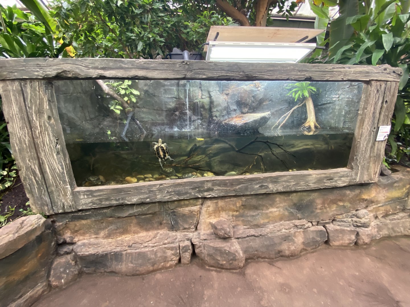 Reptile Tropics - Annam leaf turtle exhibit 201121