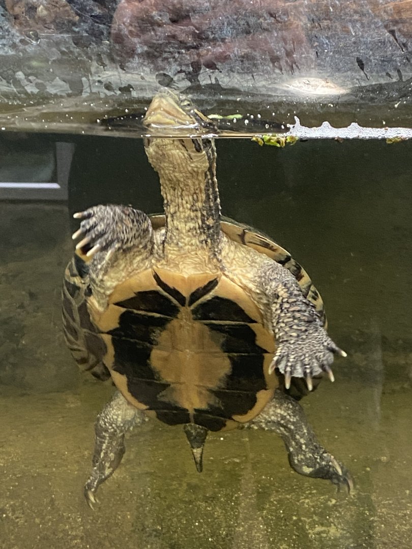 Reptile Tropics - Annam river turtle 050224