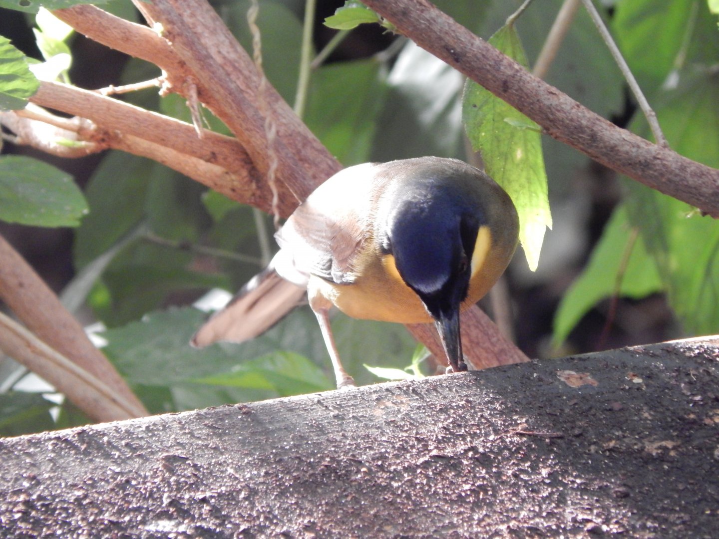 Reptile Tropics - Blue-crowned laughingthrush 201121