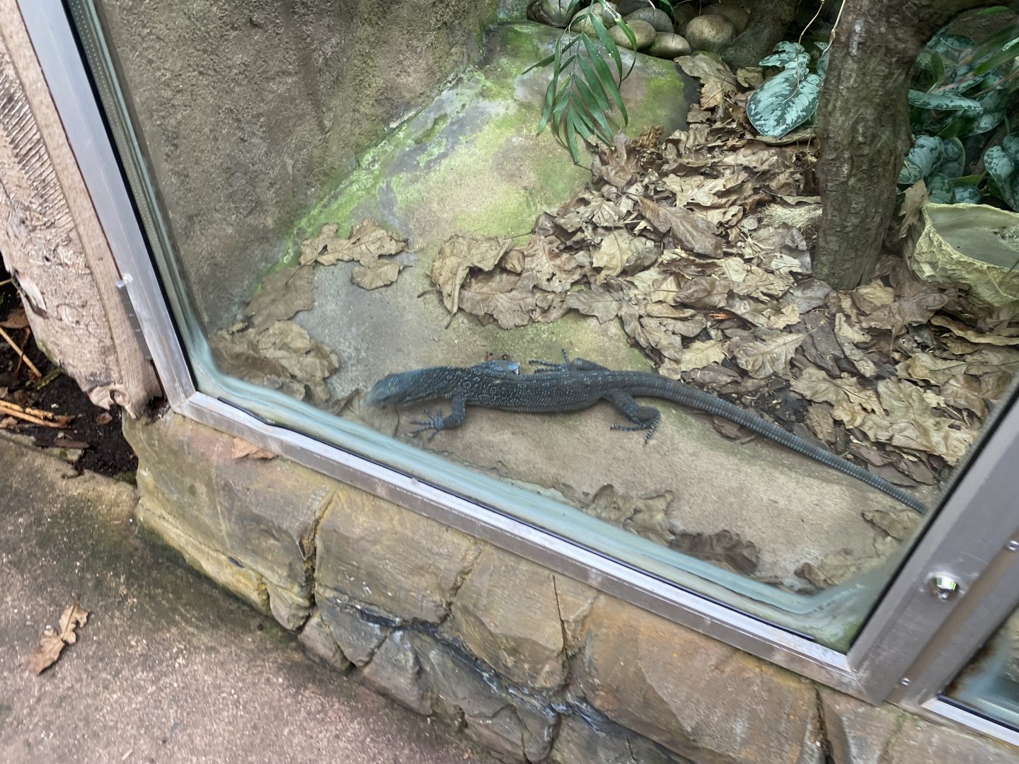 Reptile Tropics - Blue-spotted tree monitor 201121