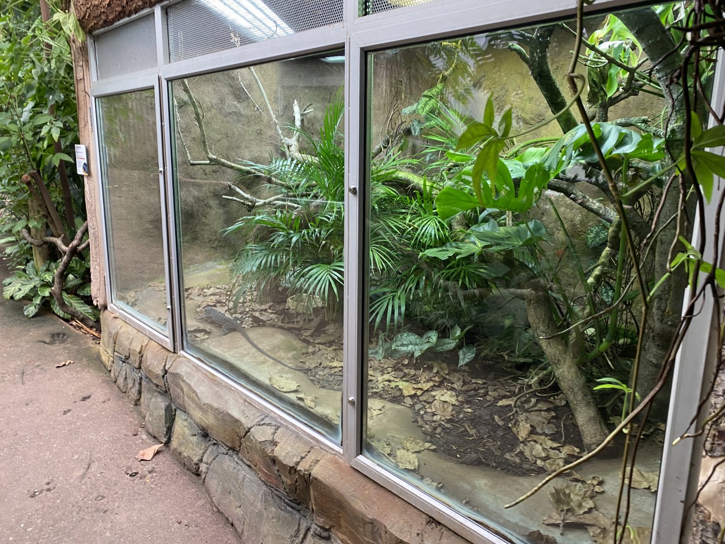 Reptile Tropics - Blue-spotted tree monitor exhibit 201121