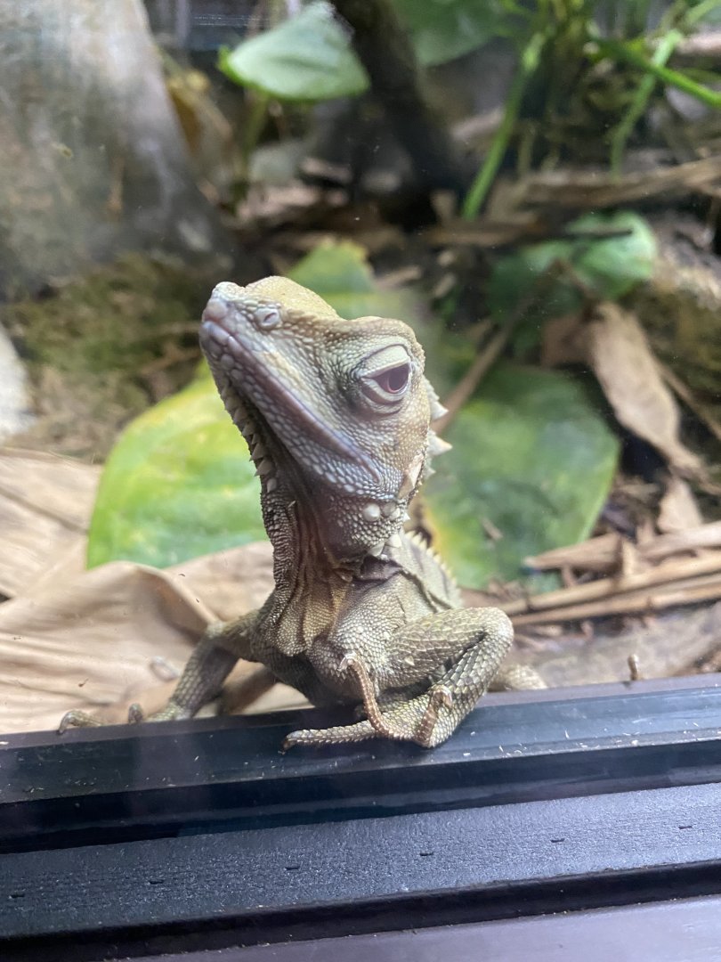 Reptile Tropics - Boyd's forest dragon 301221