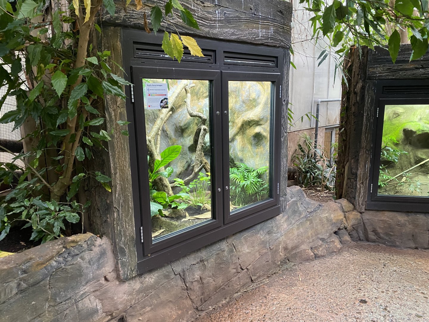 Reptile Tropics - Boyd's forest dragon exhibit 201121