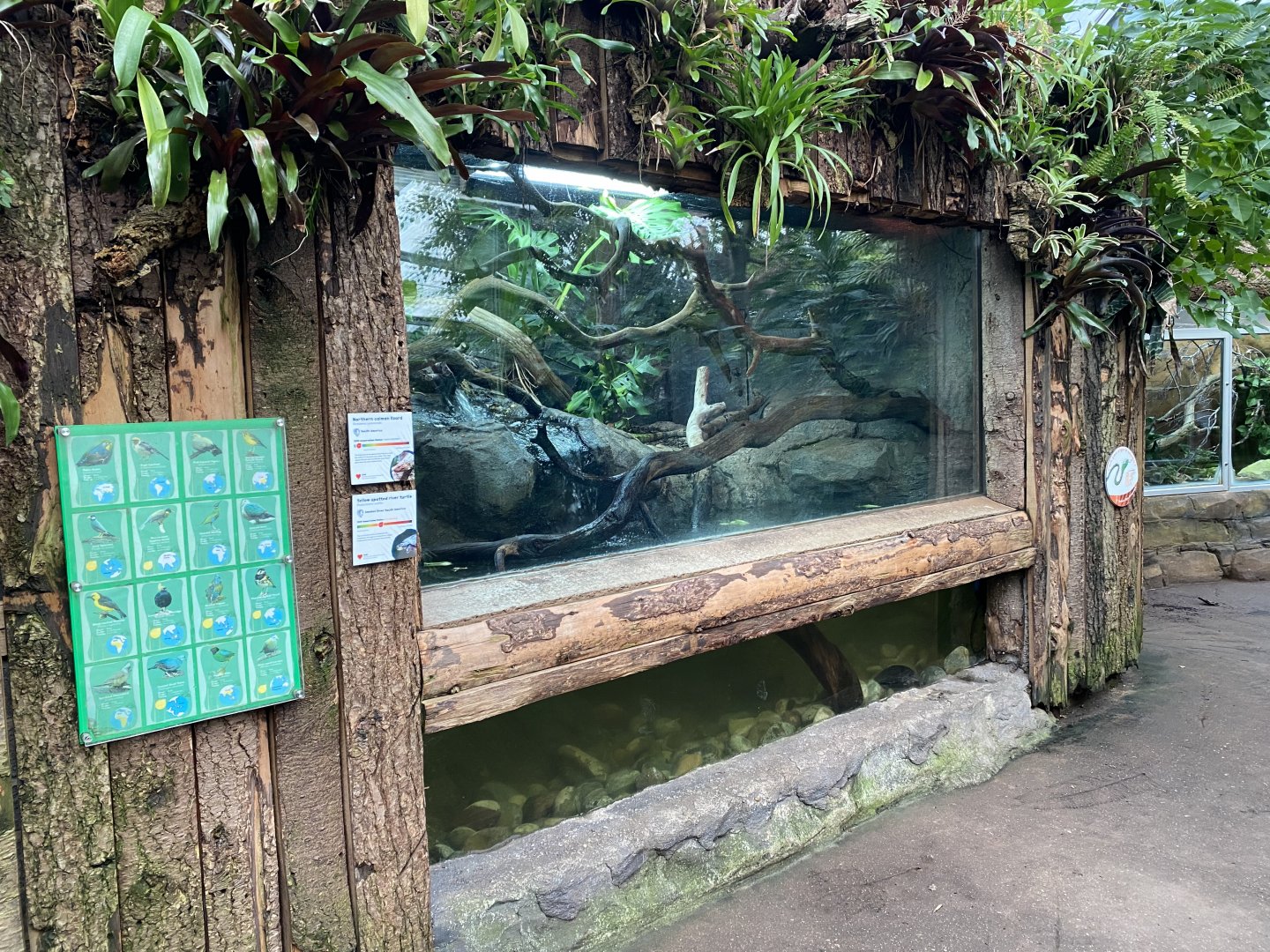 Reptile Tropics - Caiman lizard and turtle exhibit 201121