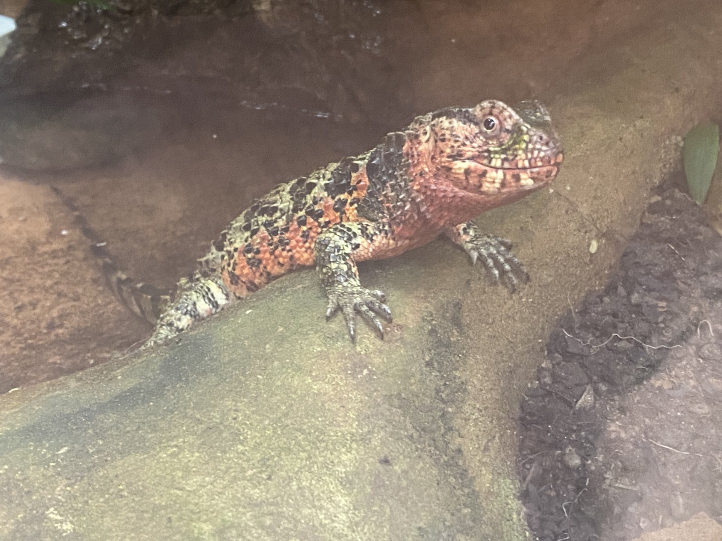 Reptile Tropics - Chinese crocodile lizard 130624