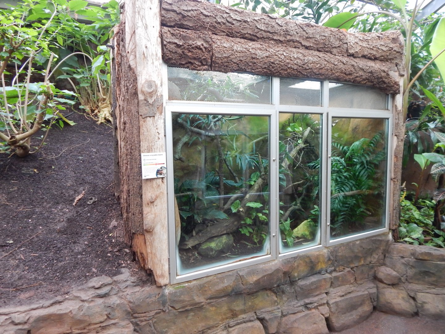 Reptile Tropics - Chinese crocodile lizard exhibit 050224