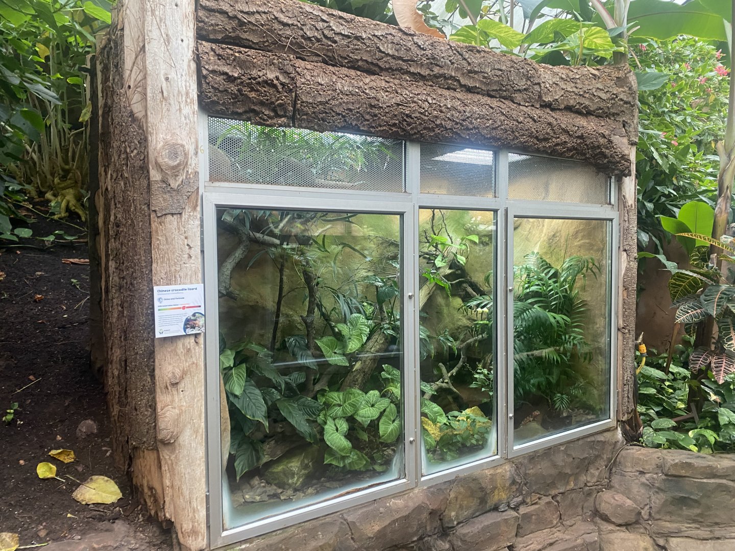 Reptile Tropics - Chinese crocodile lizard exhibit 130624