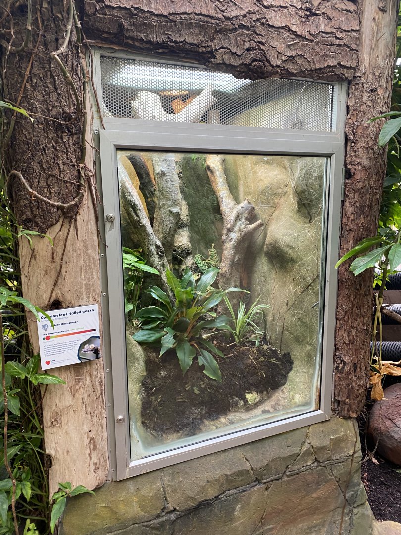 Reptile Tropics - Common leaf-tailed gecko exhibit 201121