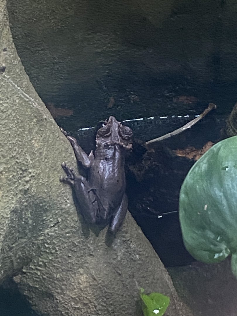 Reptile Tropics - Coronated treefrog 130624