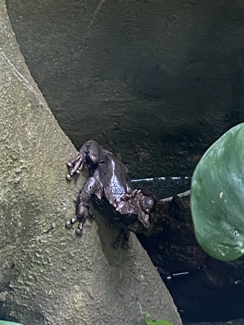 Reptile Tropics - Coronated treefrog 130624