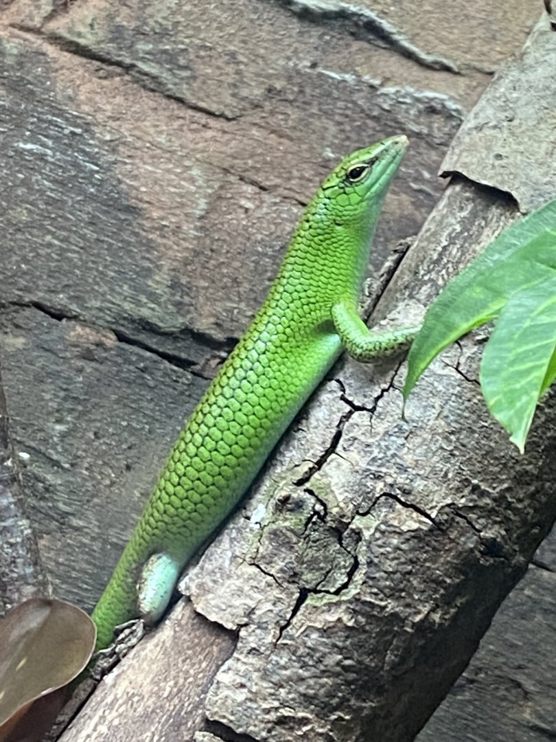 Reptile Tropics - Emerald skink 050224