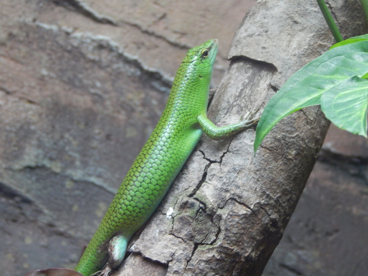 Reptile Tropics - Emerald skink 050224
