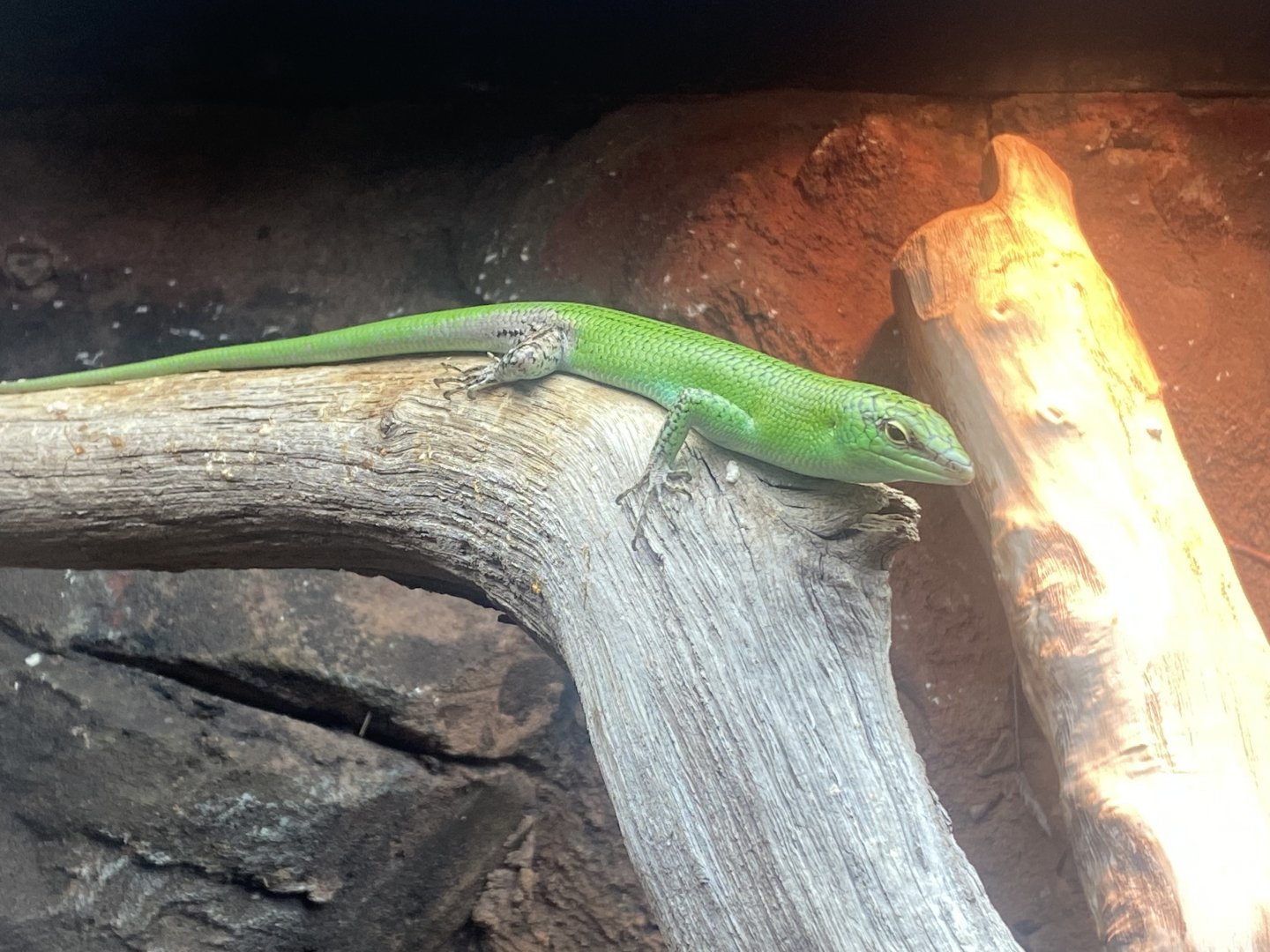 Reptile Tropics - Emerald skink 130624
